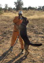 Explosive detecting dogs