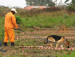 Training der Hunde